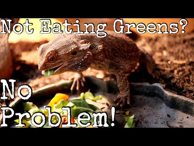 How To Get My Bearded Dragon To Eat Greens?