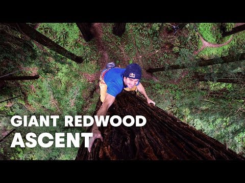 Giant Ascent: Chris Sharma Free Climbs Huge Redwood w/ Help of Scientists - UCblfuW_4rakIf2h6aqANefA