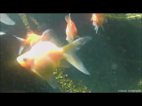 goldfish cosmos in balance 🏁⛩️👌
