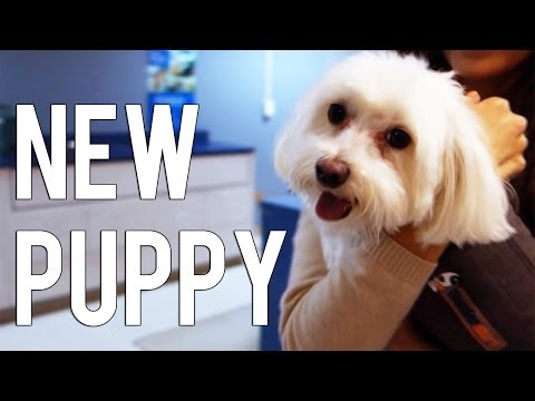 PUKA COMES HOME | New Puppy - UC4qk9TtGhBKCkoWz5qGJcGg