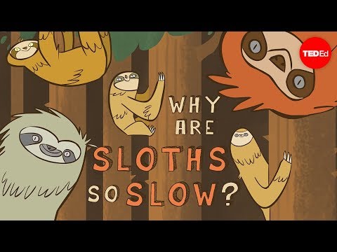 Why are sloths so slow? - Kenny Coogan - UCsooa4yRKGN_zEE8iknghZA