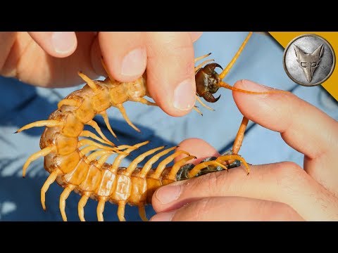 Centipede Bite Worse Than ALL Stings?! - UC6E2mP01ZLH_kbAyeazCNdg