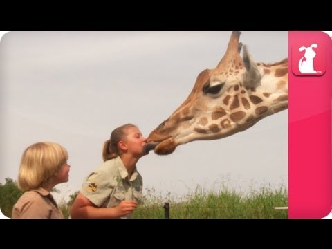 Bindi & Robert Irwin feature - Giraffes (Rosie and Forest) - Growing Up Wild - UCPIvT-zcQl2H0vabdXJGcpg