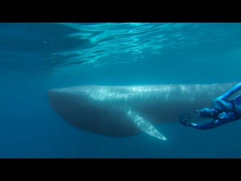 GoPro: The Search for the Blue Whale - A Prelude to 'Racing Extinction' - UCqhnX4jA0A5paNd1v-zEysw