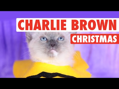 A Charlie Brown Christmas (Kitten Version) - UCPIvT-zcQl2H0vabdXJGcpg