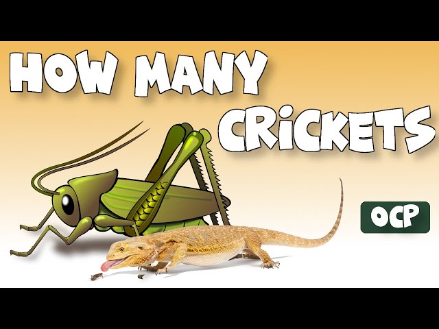How Many Crickets Should You Feed a Baby Bearded Dragon?