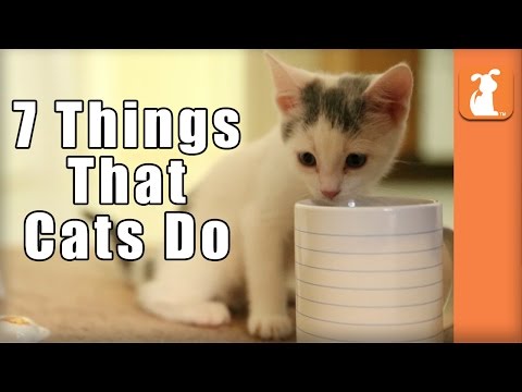 7 Things That Cats Do! - UCPIvT-zcQl2H0vabdXJGcpg