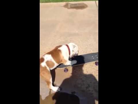 My friend's bulldog is trying to skateboard - UCTs-d2DgyuJVRICivxe2Ktg