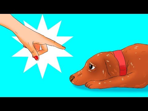 12 Harmful Things You Do to Your Dog Without Realizing It - UC4rlAVgAK0SGk-yTfe48Qpw