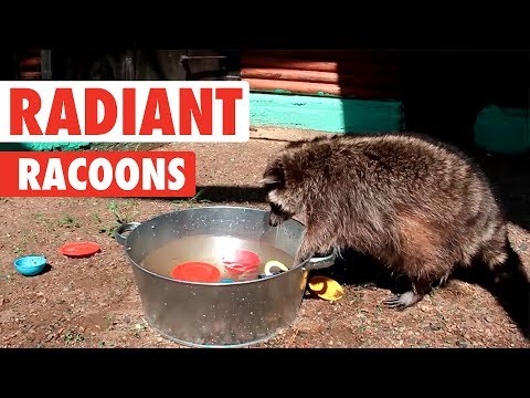 Radiant Raccoons | Funny Raccoon Video Compilation 2017 - UCPIvT-zcQl2H0vabdXJGcpg
