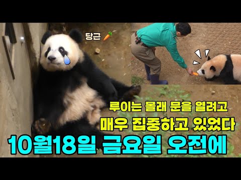 에버랜드 판다월드 2024년 10월 18🧐루이는 맛있는 당근을 달라고 문을 두드리고 있어요💦통바오님 께서 감동하셨...