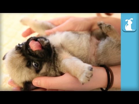 Baby Pug Puppy Gets a Belly Rub, Completely Adorable! - Puppy Love - UCPIvT-zcQl2H0vabdXJGcpg