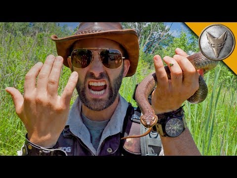 SNAKE BITE...is it Venomous?! - UC6E2mP01ZLH_kbAyeazCNdg