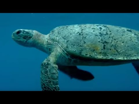 The Ocean Food Chain | Turtle's Guide to the Pacific | BBC Earth - UCwmZiChSryoWQCZMIQezgTg