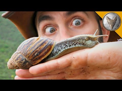 SUPER-SIZED SNAIL! - UC6E2mP01ZLH_kbAyeazCNdg