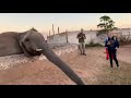 Pourquoi il ne faut pas trop approcher un éléphant !