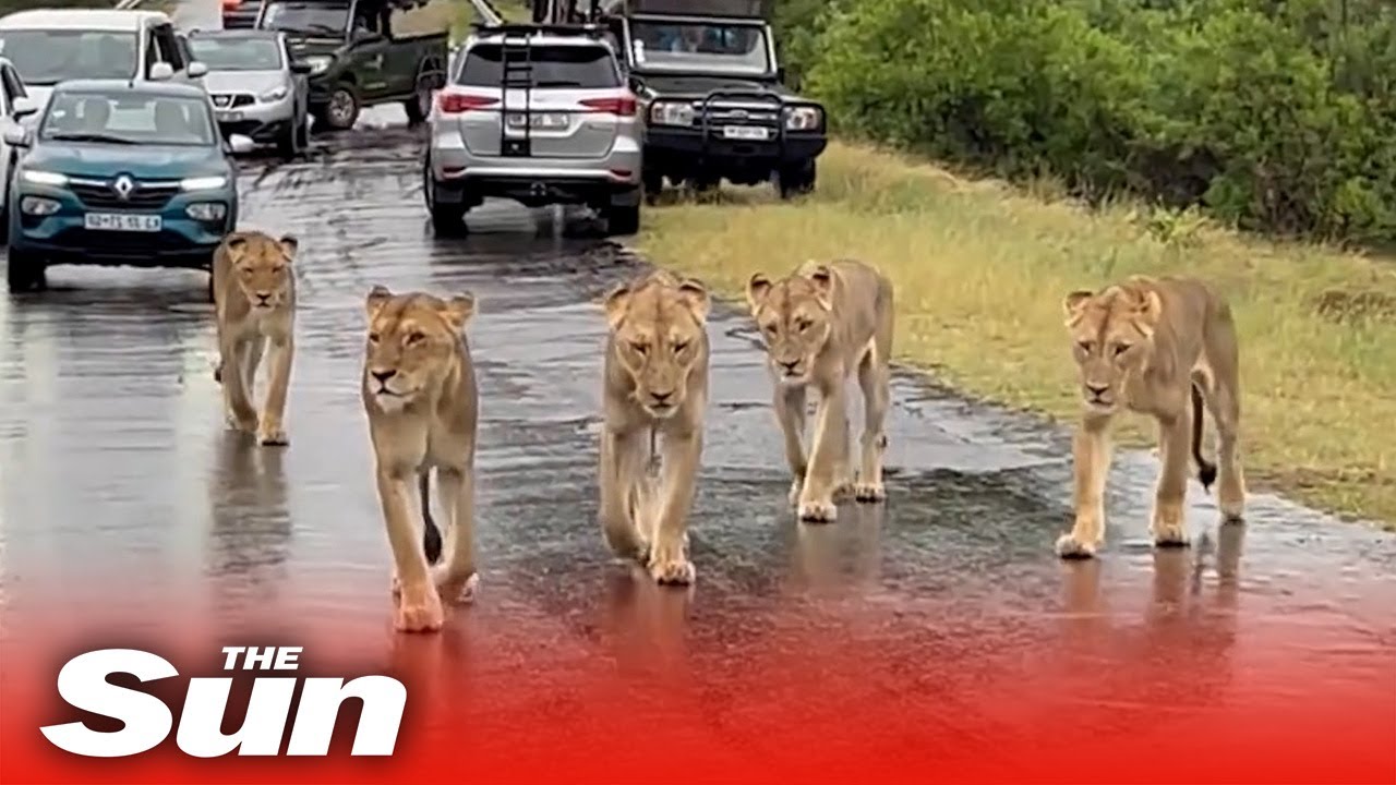 Herd of LIONS stop traffic in South Africa