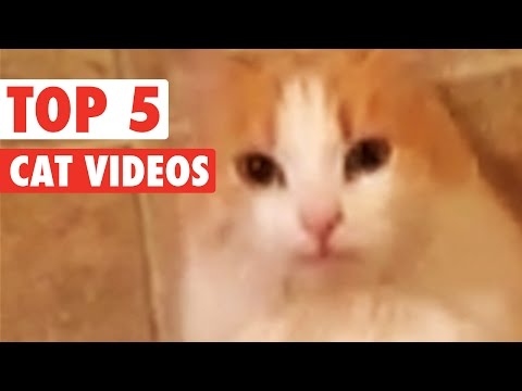 Top 5 Cats || Funny Kitten Compilation - April 8 2016 - UCPIvT-zcQl2H0vabdXJGcpg