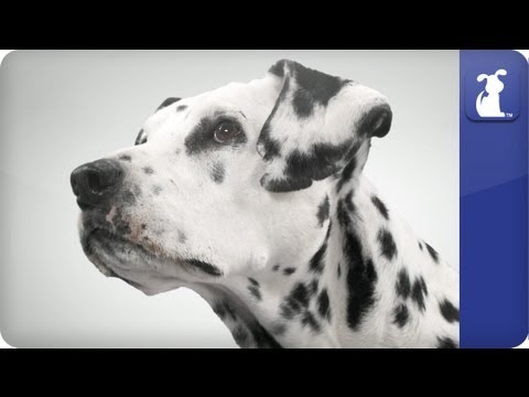 Doglopedia - Dalmatian - UCPIvT-zcQl2H0vabdXJGcpg