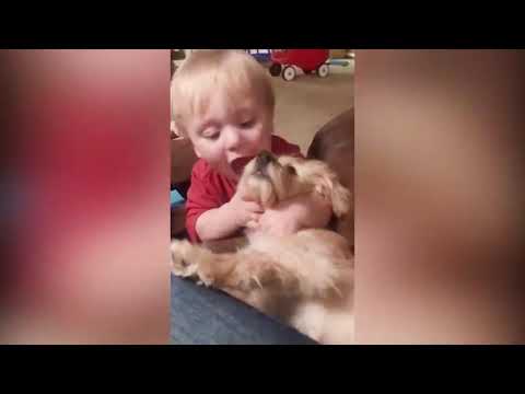 Funny Animals Trolling Babies Baby and Pets Video