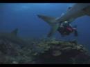 PADI AWARE-Shark Conservation Specialty Course