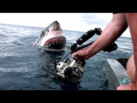 A Great White Explores with Her Mouth | Shark Week - UCqOoboPm3uhY_YXhvhmL-WA