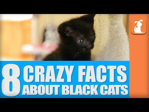 8 Crazy Facts About Black Cats - UCPIvT-zcQl2H0vabdXJGcpg