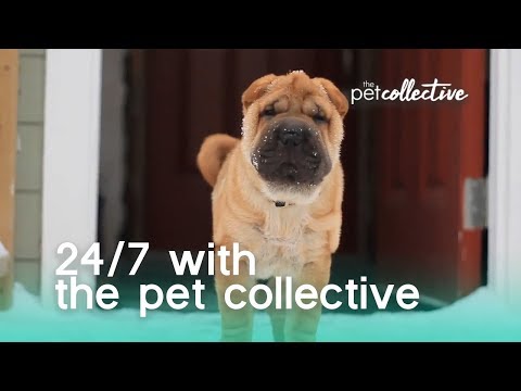 24/7 With The Pet Collective - UCPIvT-zcQl2H0vabdXJGcpg