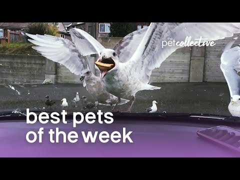 Best Pets of the Week (August 2019) Week 2 | The Pet Collective - UCPIvT-zcQl2H0vabdXJGcpg