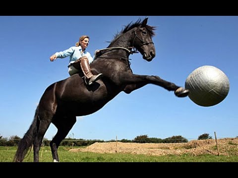 IF YOU DON'T LAUGH, YOU LOSE  - Hilarious ultimate HORSE compilation - Watch and enjoy! - UC9obdDRxQkmn_4YpcBMTYLw