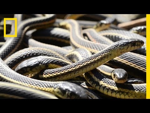 If You're Scared of Snakes, Don't Watch This | National Geographic - UCpVm7bg6pXKo1Pr6k5kxG9A