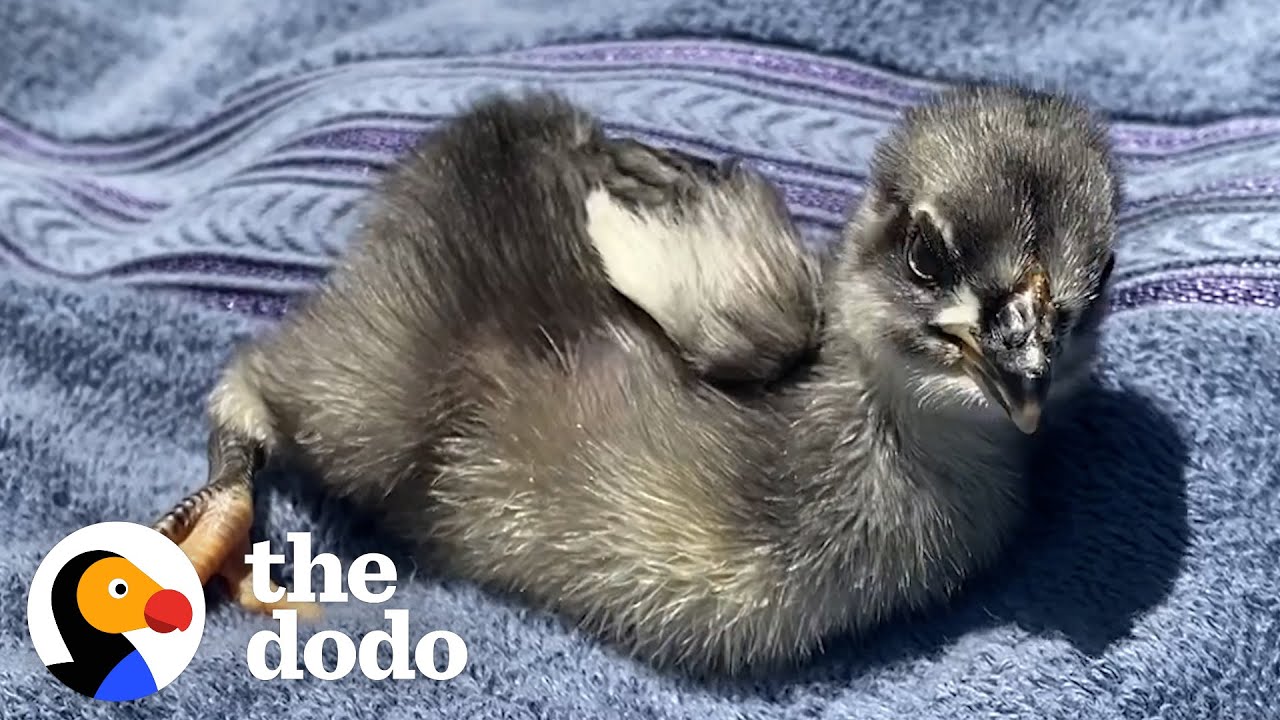 Tiny Rescue Chicken Follows Mom Everywhere | The Dodo Little But Fierce