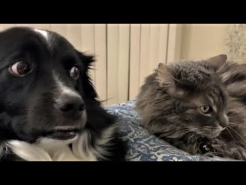 Funny animals - Funny cats / dogs - Funny animal videos 198 - UCcnThqTwvub5ykbII9WkR5g
