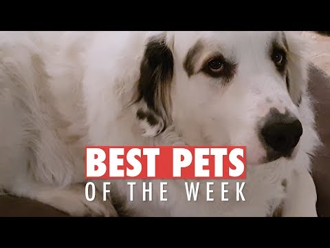 Best Pets of the Week | April 2018 Week 1 - UCPIvT-zcQl2H0vabdXJGcpg