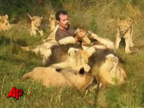 African Lions Accept Man As One of Their Own