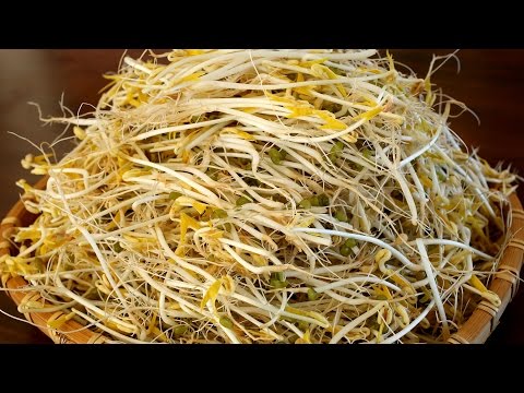 How to grow mung bean sprouts (Sukju-namul: 숙주나물) - UC8gFadPgK2r1ndqLI04Xvvw