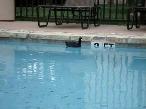 coot in the swimming pool - UCTs-d2DgyuJVRICivxe2Ktg