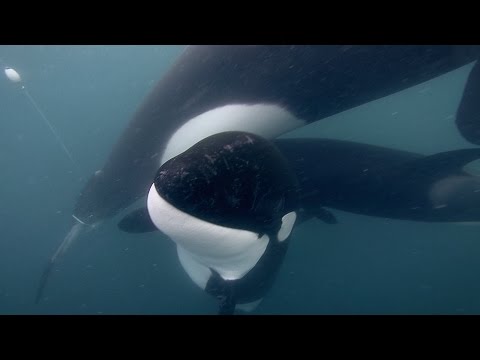 GoPro: Orca Rescue in 4K - UCqhnX4jA0A5paNd1v-zEysw