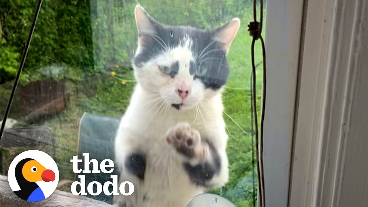Stray Cat Paws At The Window Every Day Until Lady Adopts Him | The Dodo
