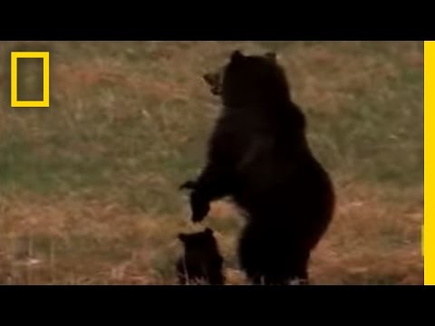 Wolves vs. Grizzly Bears | National Geographic - UCpVm7bg6pXKo1Pr6k5kxG9A