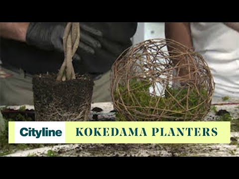 DIY kokedama planters - UCmqgI1bX_x3ePKgGHMfN04A