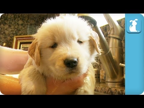 Golden Retriever Puppy Taking A Bath - UCPIvT-zcQl2H0vabdXJGcpg