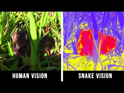 HOW ANIMALS SEE THE WORLD - UC4rlAVgAK0SGk-yTfe48Qpw