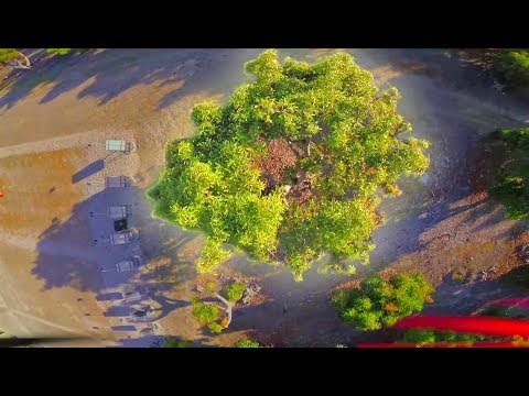 Holey Tree - UC4yjtLpqFmlVncUFExoVjiQ
