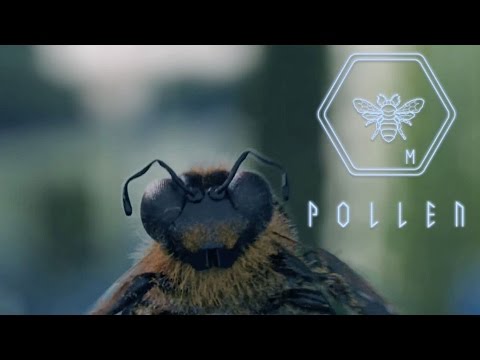 Pollen - Teaser Trailer - UCUnRn1f78foyP26XGkRfWsA