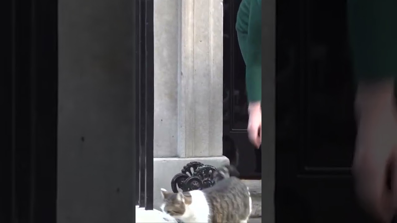 Larry the cat runs away from Liz Truss