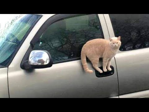 CATS make us LAUGH ALL THE TIME! - Ultra FUNNY CAT videos - UC9obdDRxQkmn_4YpcBMTYLw