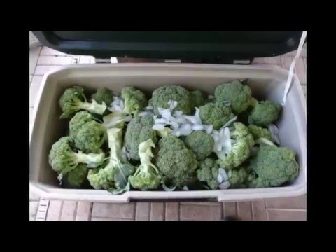 How to store broccoli in the freezer - UCZlbqHy8lvGjryf2A-XT4ag