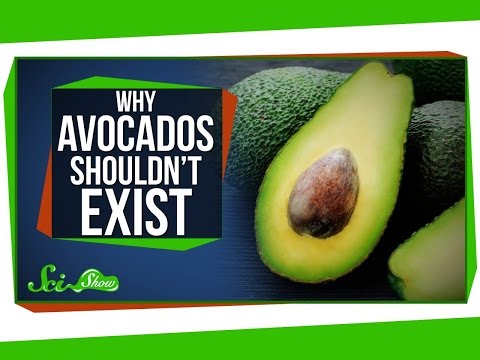 Why Avocados Shouldn't Exist - UCZYTClx2T1of7BRZ86-8fow