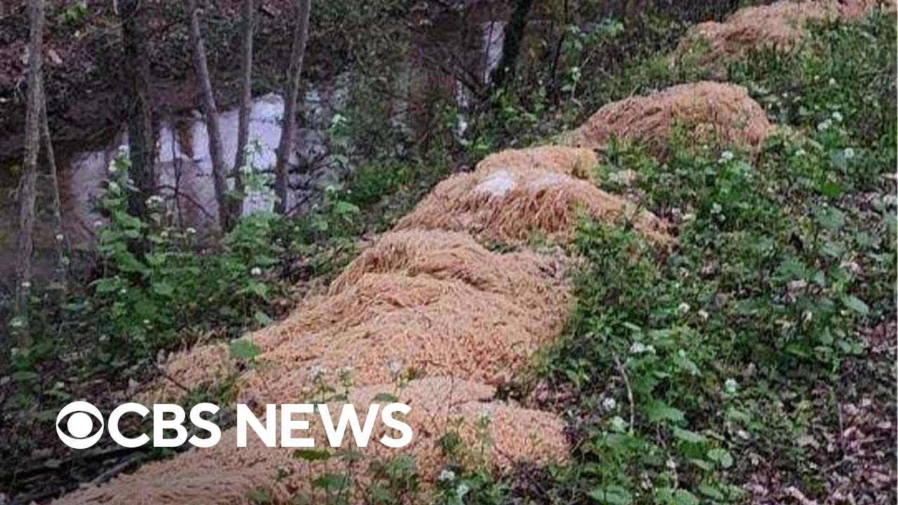 Piles of pasta mysteriously dumped in New Jersey woods